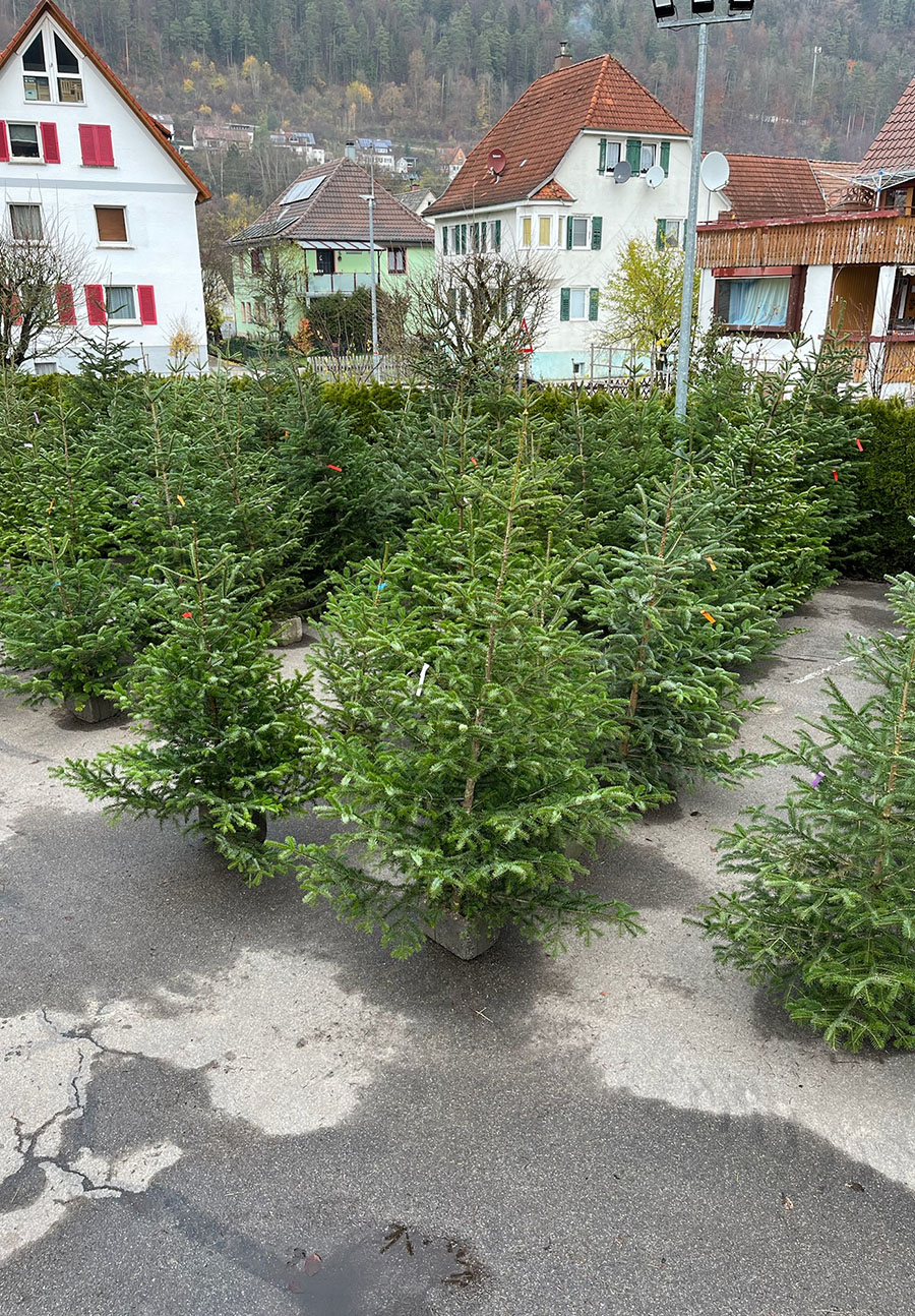 engelhorn-weihnachtsbaeume-galerie-3