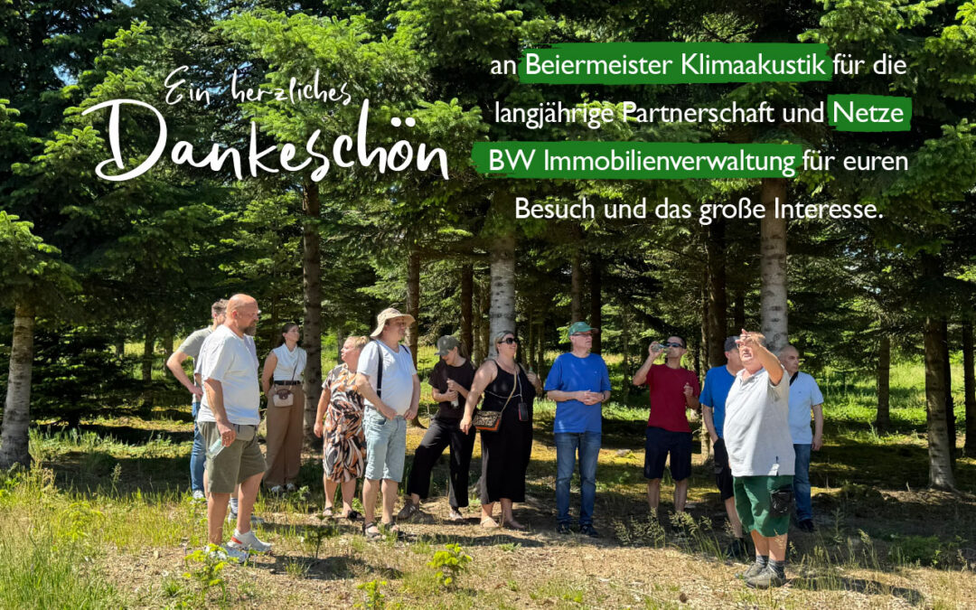 Woher kommt eigentlich ein 14 Meter hoher Weihnachtsbaum?